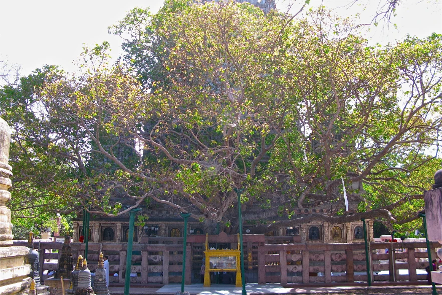 Bodhi Tree