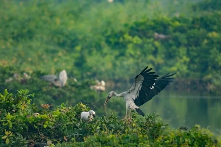 Kusheshwar Asthan Bird Sanctuary