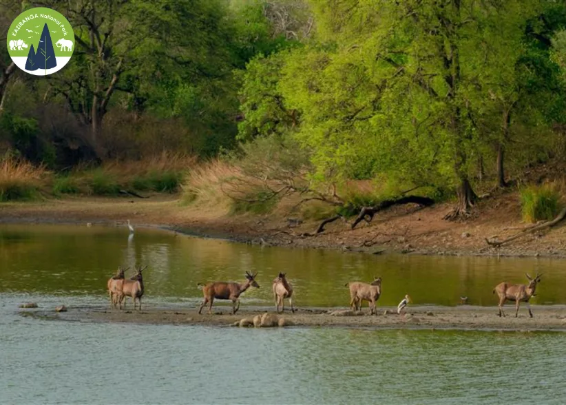 Kaziranga National Park