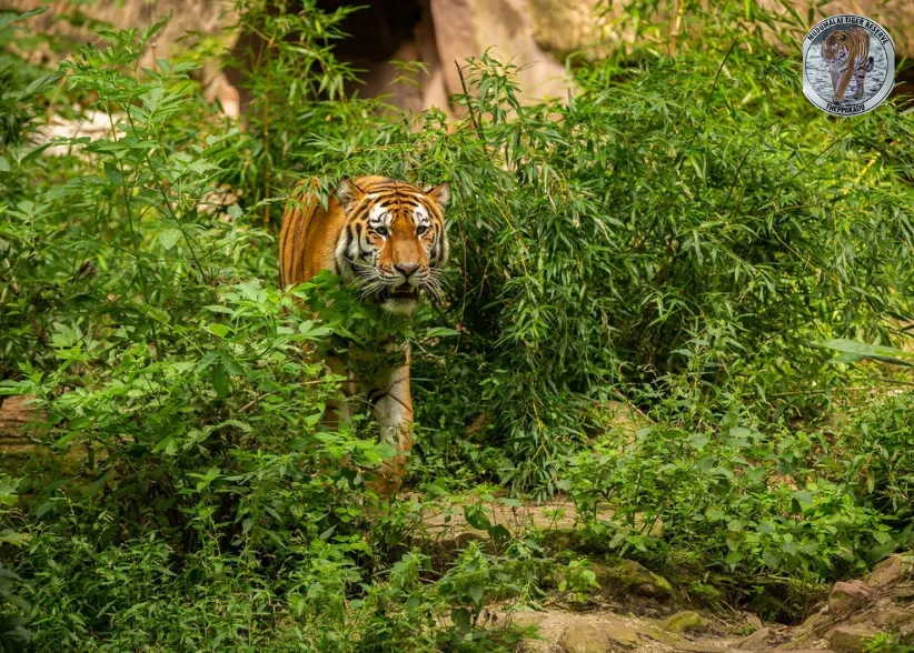 Mudumalai Tiger Reserve
