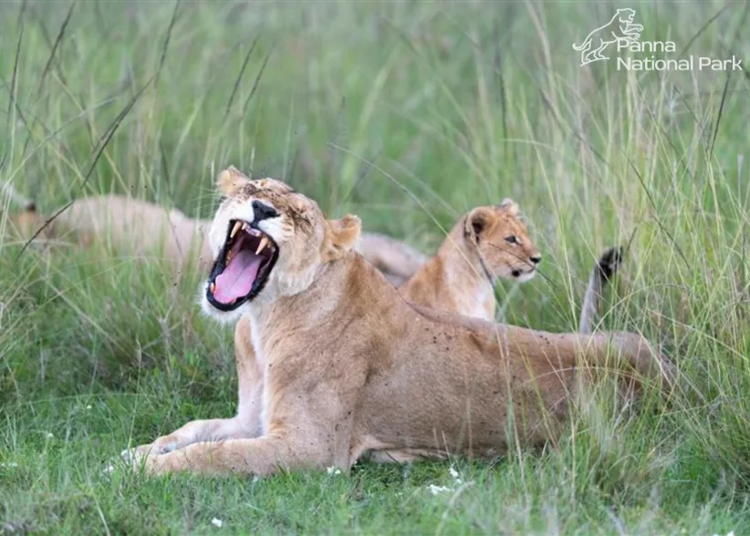 Panna National Park