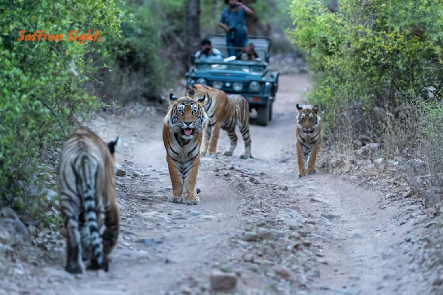 Top National Parks & Tigers
