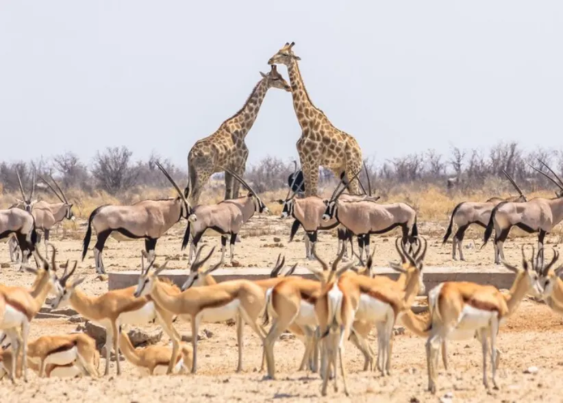 Wildlife safaris in India